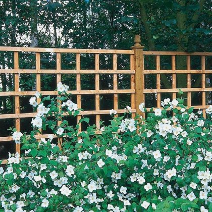 6ft High (1830mm) Forest Heavy Duty Trellis