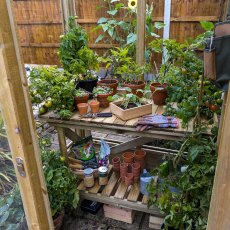 4 x 4 Forest Wallscape Lean To Greenhouse With Solid Back - Pressure Treated - internal view